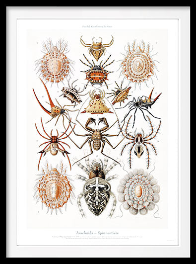 Arachnida – Spinnentiere - DepressedMedia