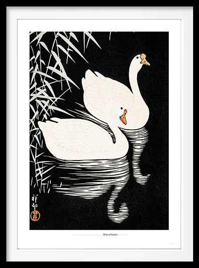 White Chinese Geese Swimming by Reeds - DepressedMedia