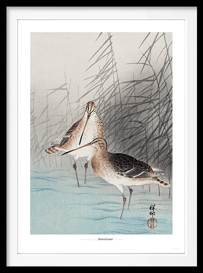 Two bar-tailed godwits - DepressedMedia