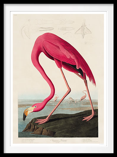 Pink Flamingo - DepressedMedia