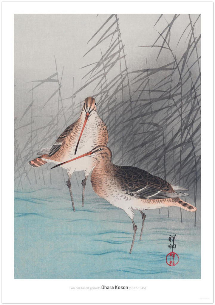 Two bar-tailed godwits - DepressedMedia