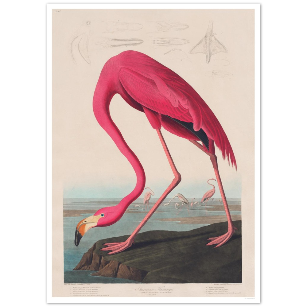 Pink Flamingo - DepressedMedia