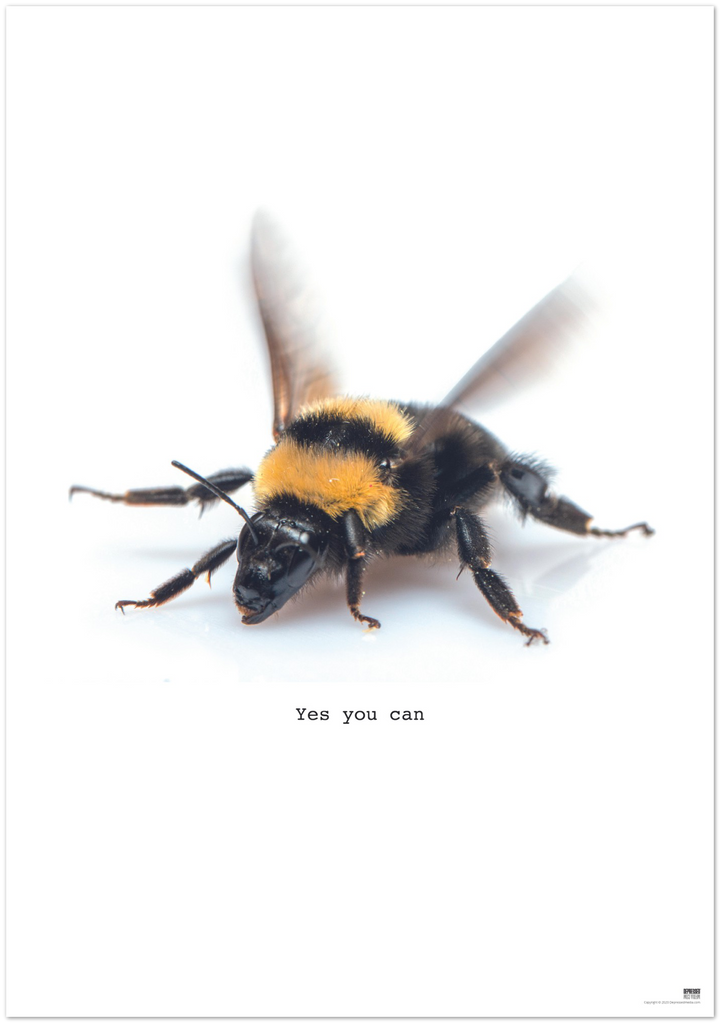 Bumblebee - DepressedMedia