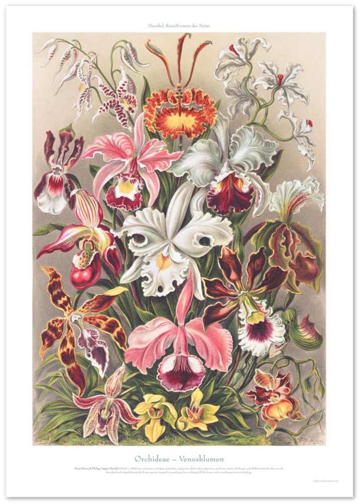 Orchideae – Venusblumen - DepressedMedia