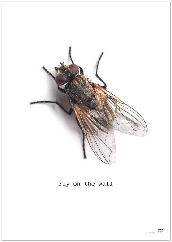 Fly on the wall - DepressedMedia
